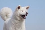AKITA INU 133